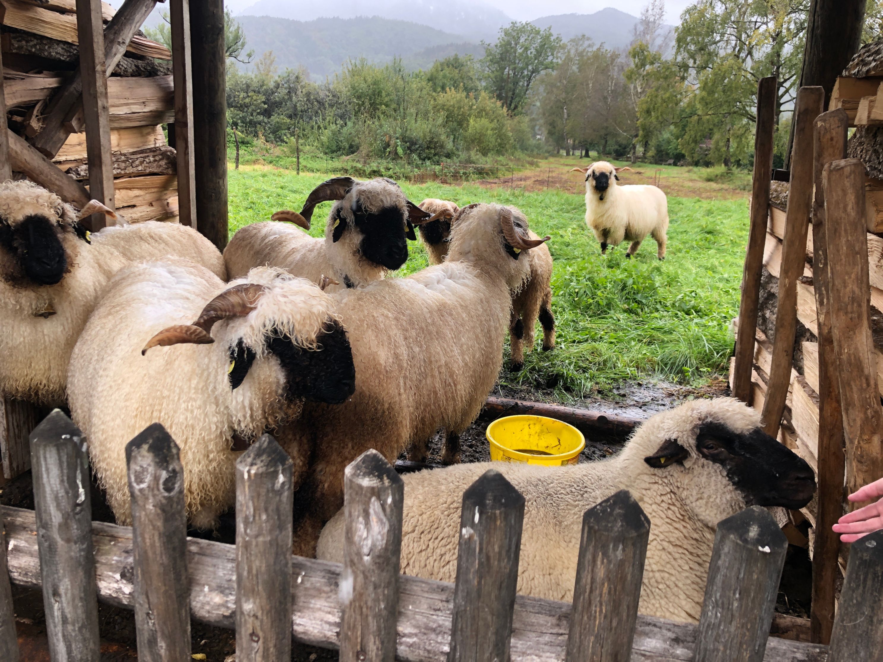 Pfadistufen Regenwandertag