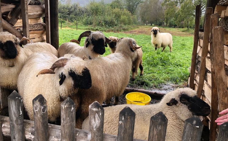 Pfadistufen Regenwandertag